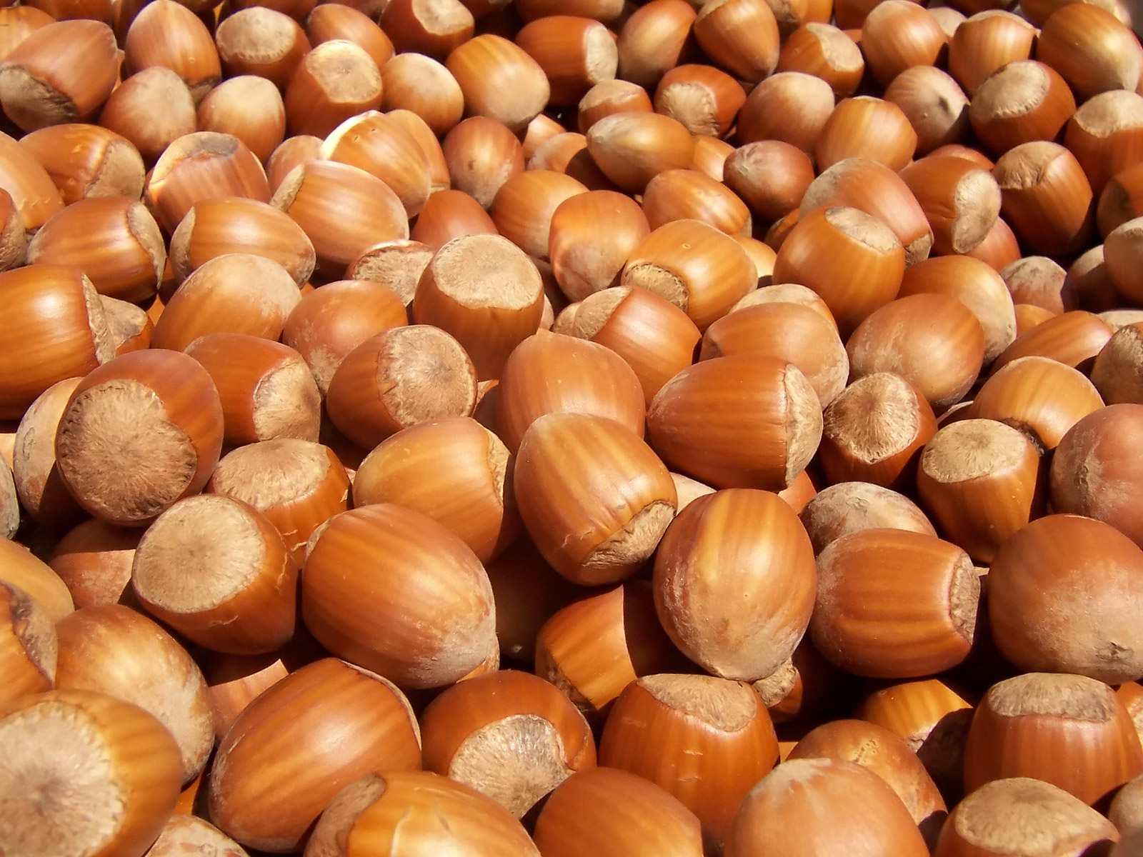 10Lbs Whole Ennis Hazelnuts Schmidt Farm